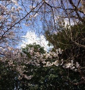 春到来