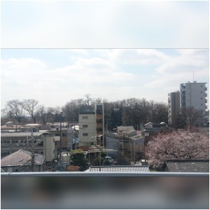 浦和の桜は五分咲き?