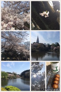 新宿御苑に桜